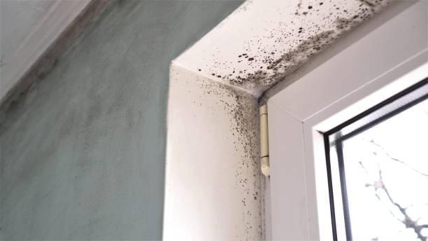 Mold Odor Removal Services in North Falmouth, MA