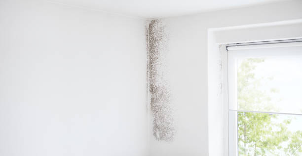 Best Mold Odor Removal Services  in North Falmouth, MA