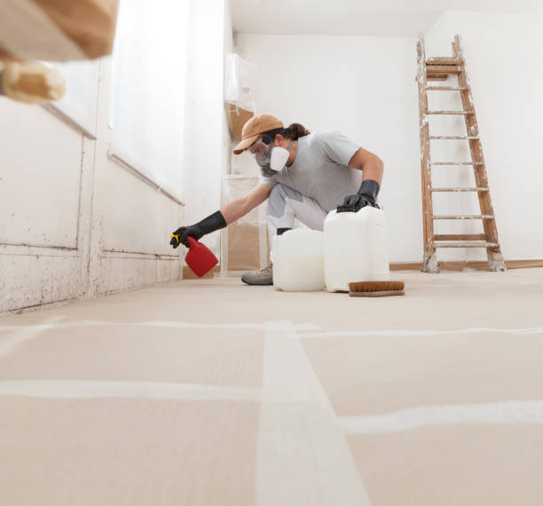 Best Basement Mold Removal  in North Falmouth, MA